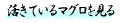 活きているマグロを見る